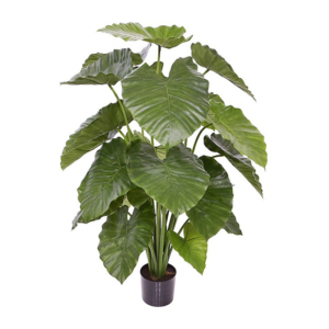 Alocasia Calidora H115