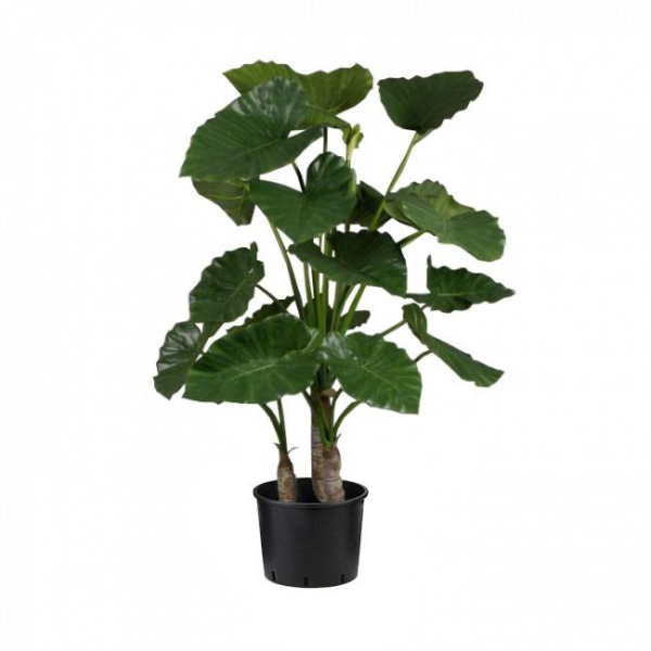 Alocasia Calidora H120