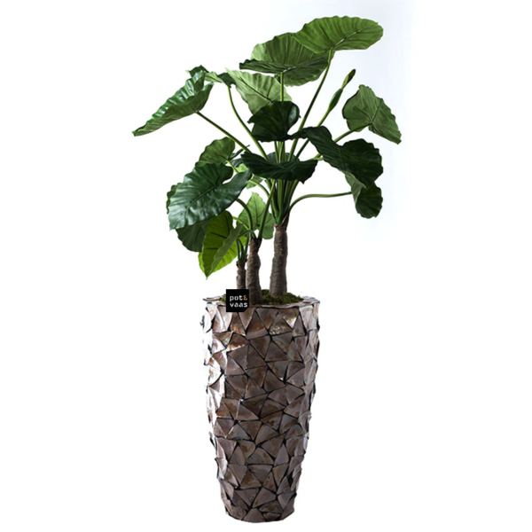 Alocasia Calidora H120 sfeer