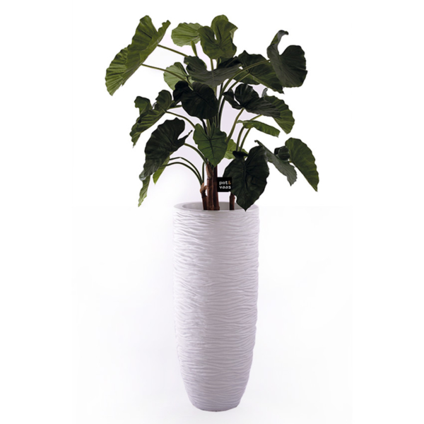 Alocasia Calidora H125 sfeer