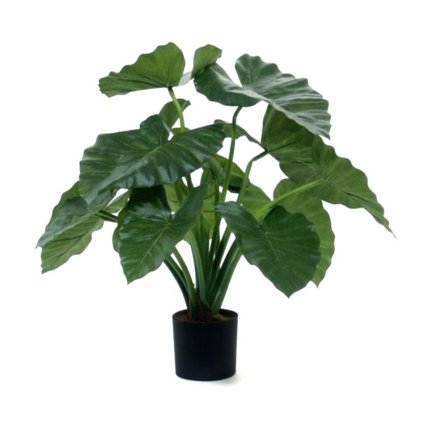 Alocasia Calidora H60