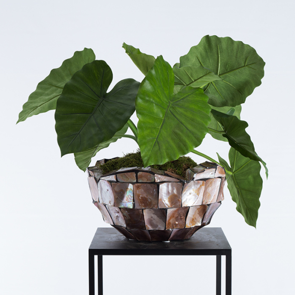 Alocasia Calidora H60 sfeer